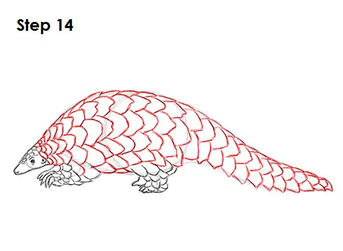 Draw Pangolin 14