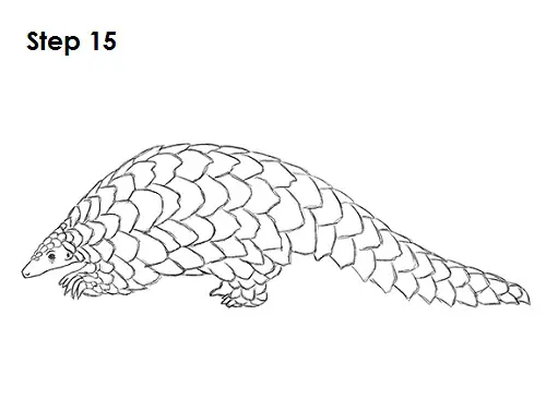 Draw Pangolin 15