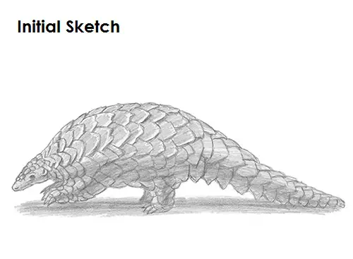 Draw Pangolin