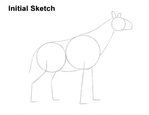 How to Draw a Paraceratherium Indricotherium Guide Lines