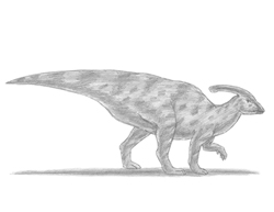 How to Draw a Parasaurolophus Dinosaur