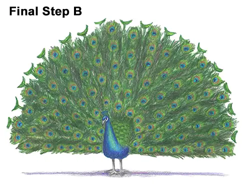 How to Draw Peacock Bird Tail Train Feathers Color