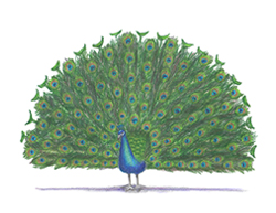 How to Draw a Peacock Bird Tail Feathers
