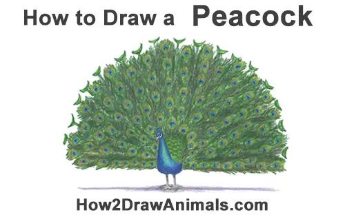 How to Draw Peacock Bird Tail Train Feathers Color