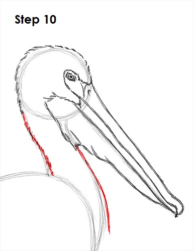 Draw Pelican 10