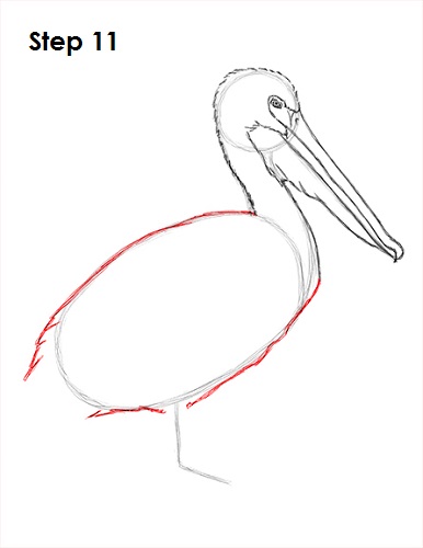 Draw Pelican 11