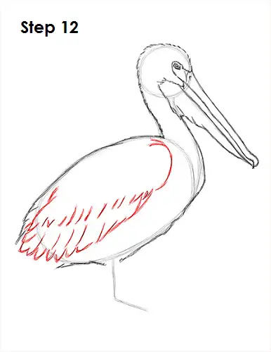 Draw Pelican 12