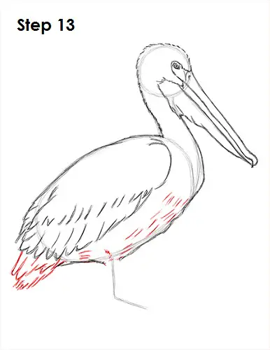 Draw Pelican 13