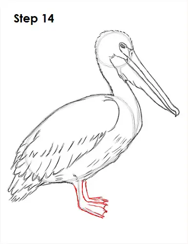 Draw Pelican 14