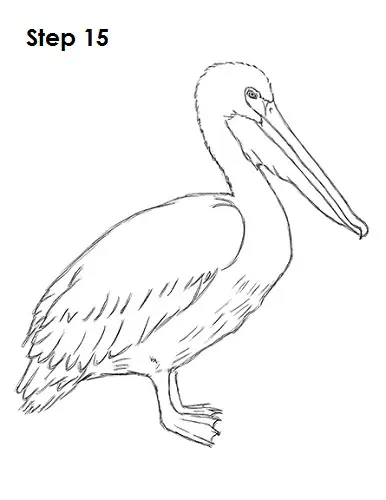 Draw Pelican 15