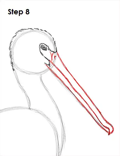 Draw Pelican 8