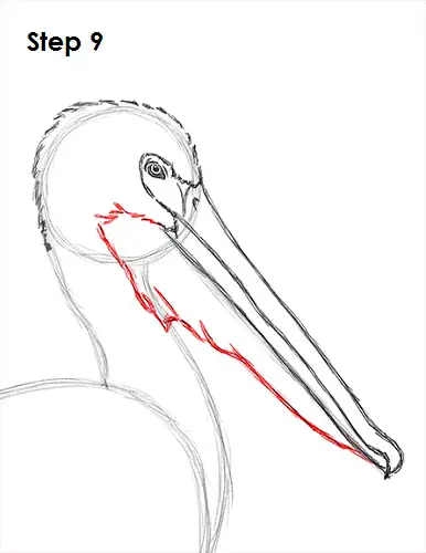 Draw Pelican 9