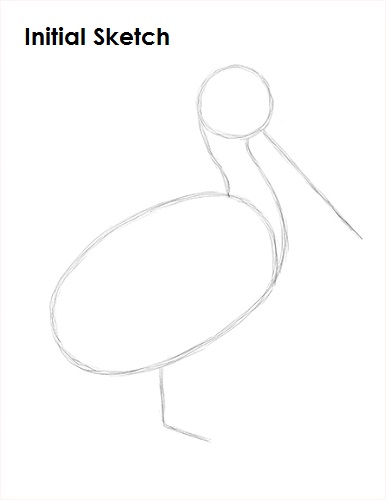 Draw Pelican Sketch