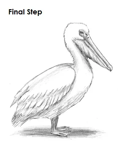 How to draw a pelican with a pencil stepbystep drawing tutorial