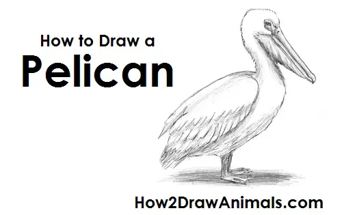 Draw Pelican
