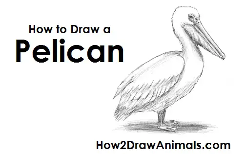 How to Draw a Pelican VIDEO & Step-by-Step Pictures