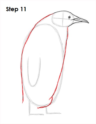 Draw Penguin 11