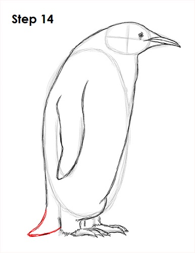 Draw Penguin 14