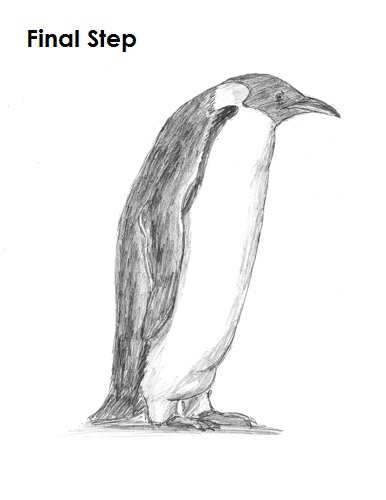 Draw Penguin Initial