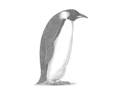 How to Draw an Emperor Penguin Side View