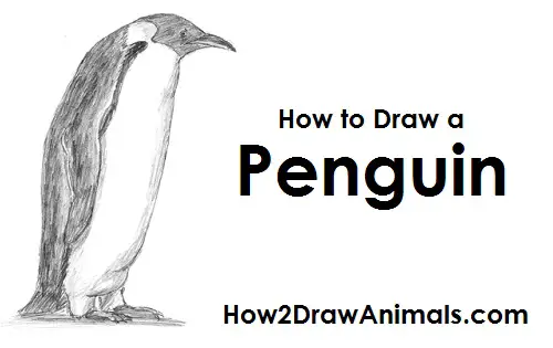 how to draw an emperor penguin