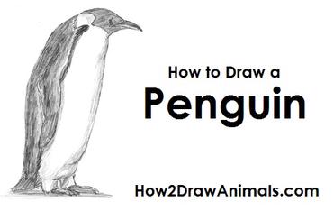 How to Draw a Penguin VIDEO & Step-by-Step Pictures