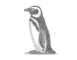 How to Draw a Magellanic Penguin Side View