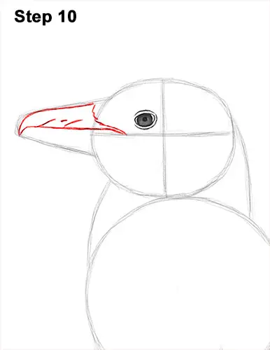How to Draw Magellanic Penguin 10