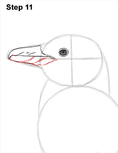 How to Draw Magellanic Penguin 11