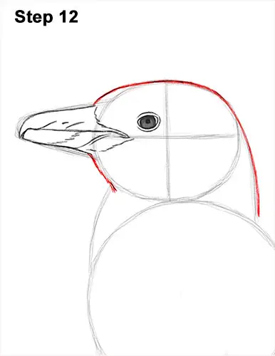 How to Draw Magellanic Penguin 12