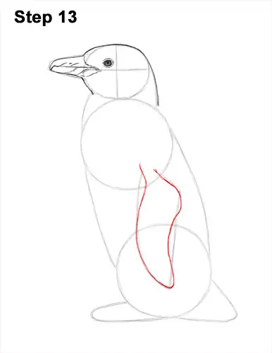 How to Draw Magellanic Penguin 13
