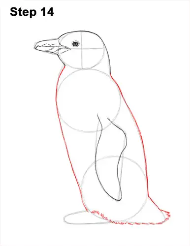 How to Draw Magellanic Penguin 14
