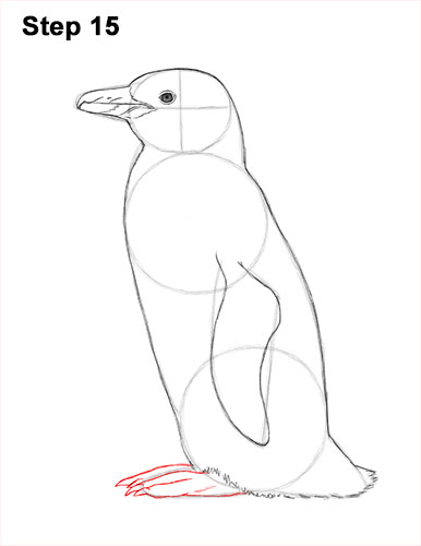 How to Draw Magellanic Penguin 15