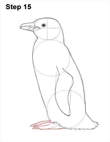 How to Draw Magellanic Penguin 15