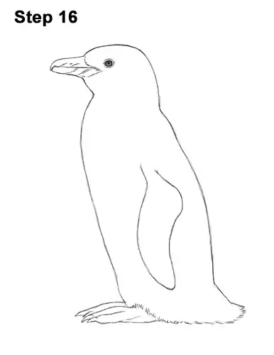 How to Draw Magellanic Penguin 16