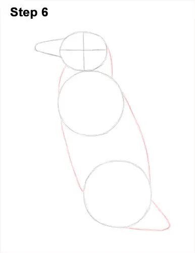 How to Draw Magellanic Penguin 6