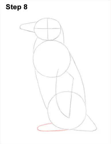 How to Draw Magellanic Penguin 8