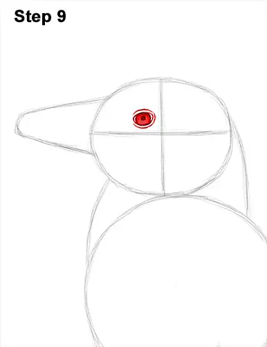 How to Draw Magellanic Penguin 9