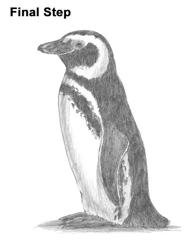 How to Draw Magellanic Penguin