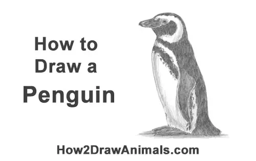 How to Draw Magellanic Penguin