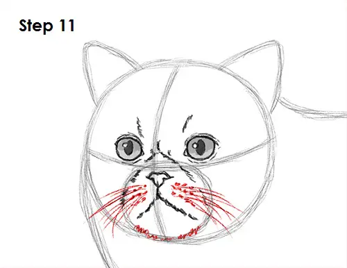 Draw Persian Cat 11