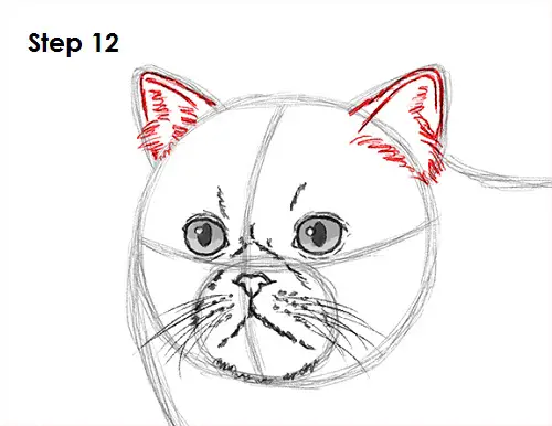 Draw Persian Cat 12