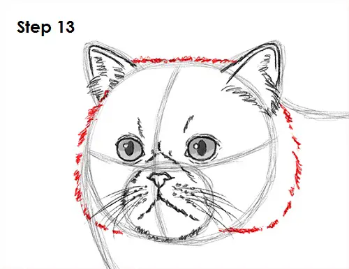 Draw Persian Cat 13
