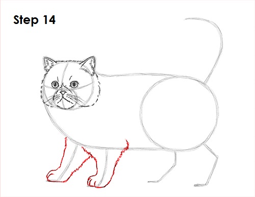 Draw Persian Cat 14