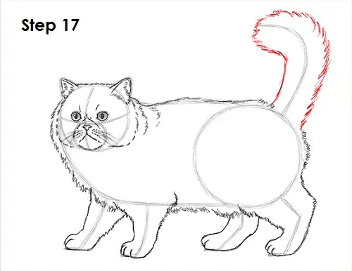 Draw Persian Cat 17