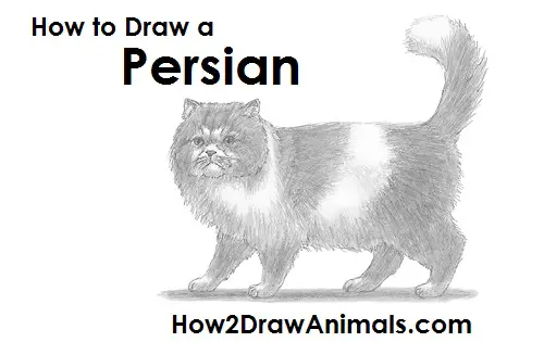 Draw Persian Cat