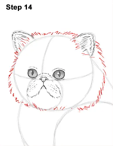 Draw Persian Kitty Cat 14