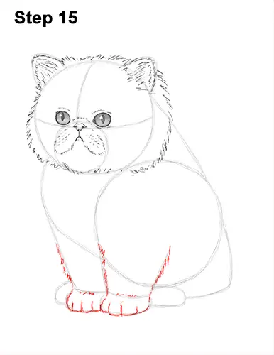 Draw Persian Kitty Cat 15