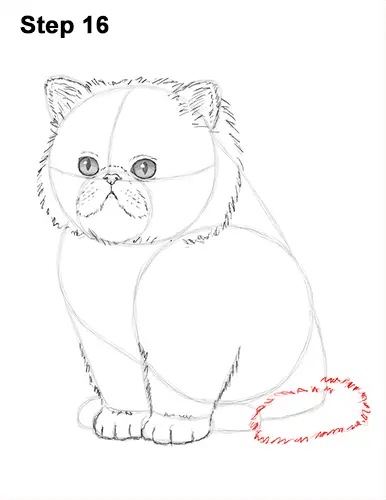 Draw Persian Kitty Cat 16