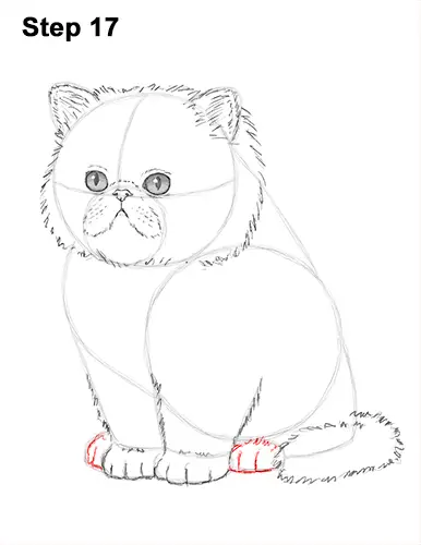 Draw Persian Kitty Cat 17